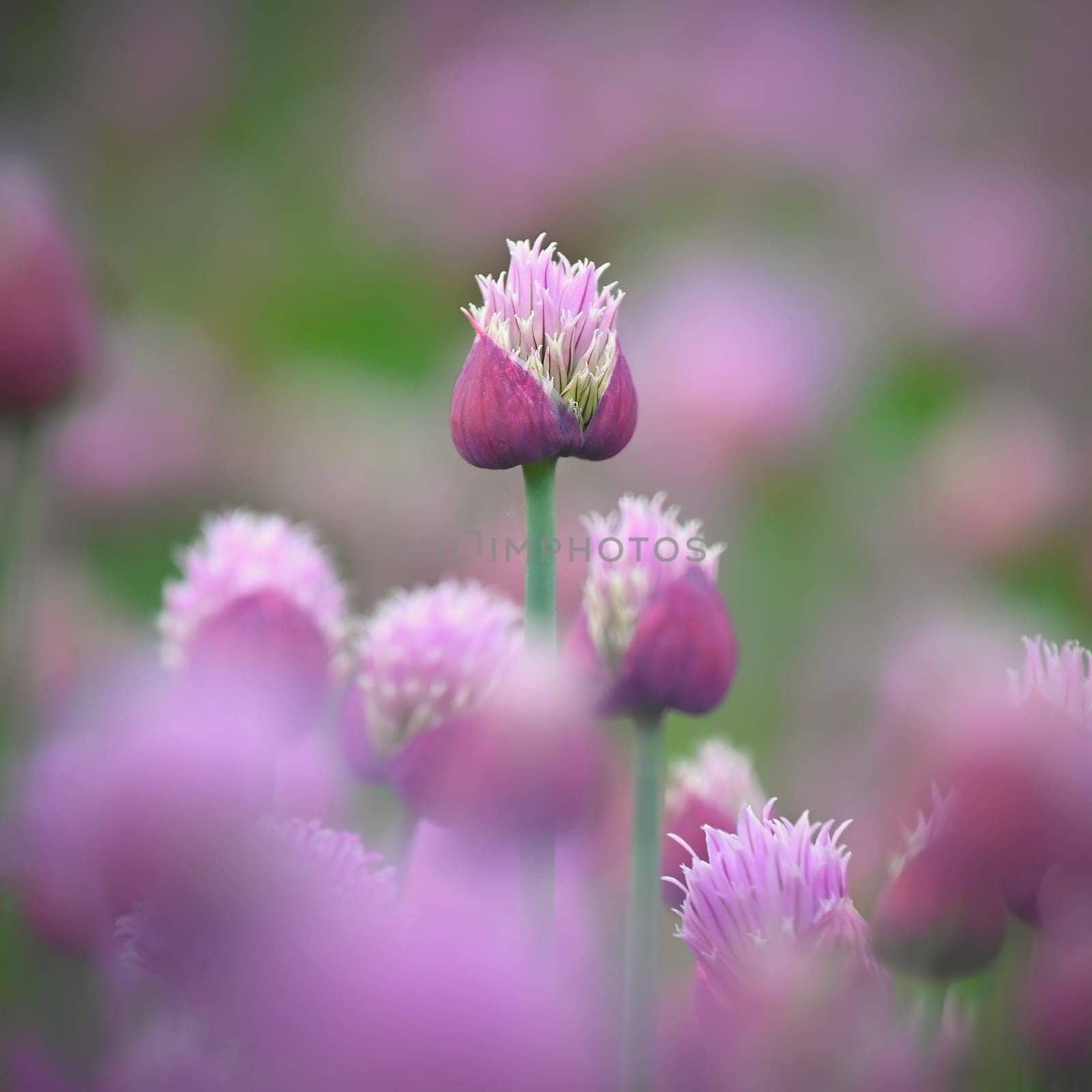 Landscape with purple chives flowers. Summer sunny day with sun, blue sky and colorful nature background.