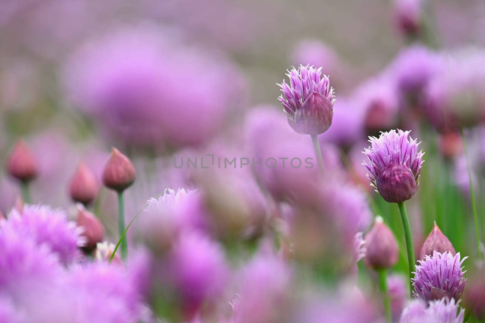 Landscape with purple chives flowers. Summer sunny day with sun, blue sky and colorful nature background.