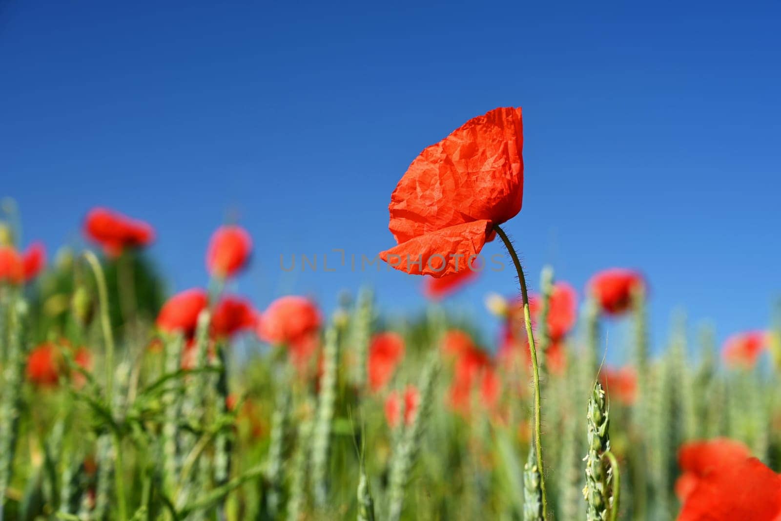 Summer nature - concept. Beautiful landscape with red poppy flowers and sunny day with blue sky. by Montypeter