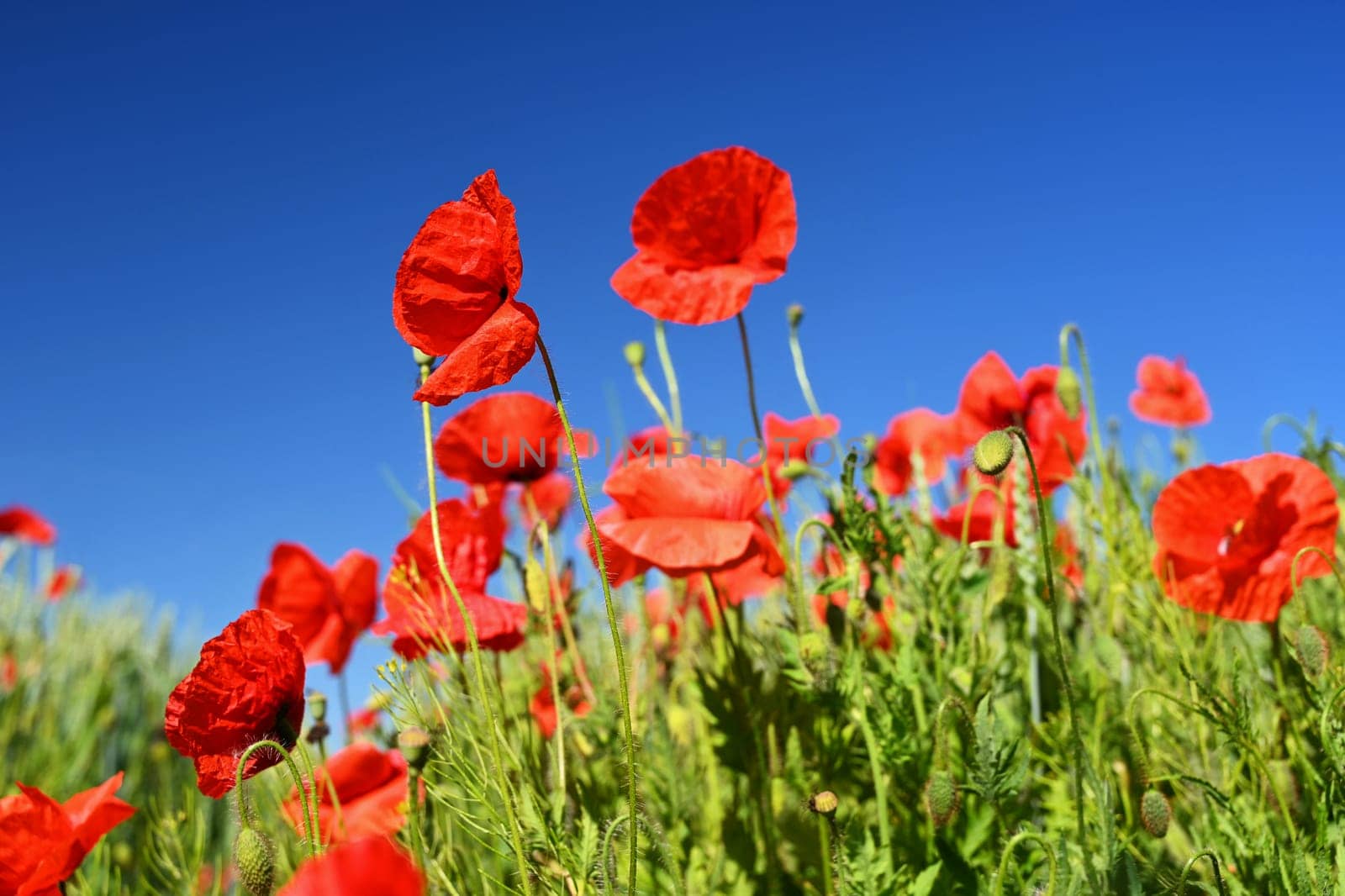 Summer nature - concept. Beautiful landscape with red poppy flowers and sunny day with blue sky. by Montypeter