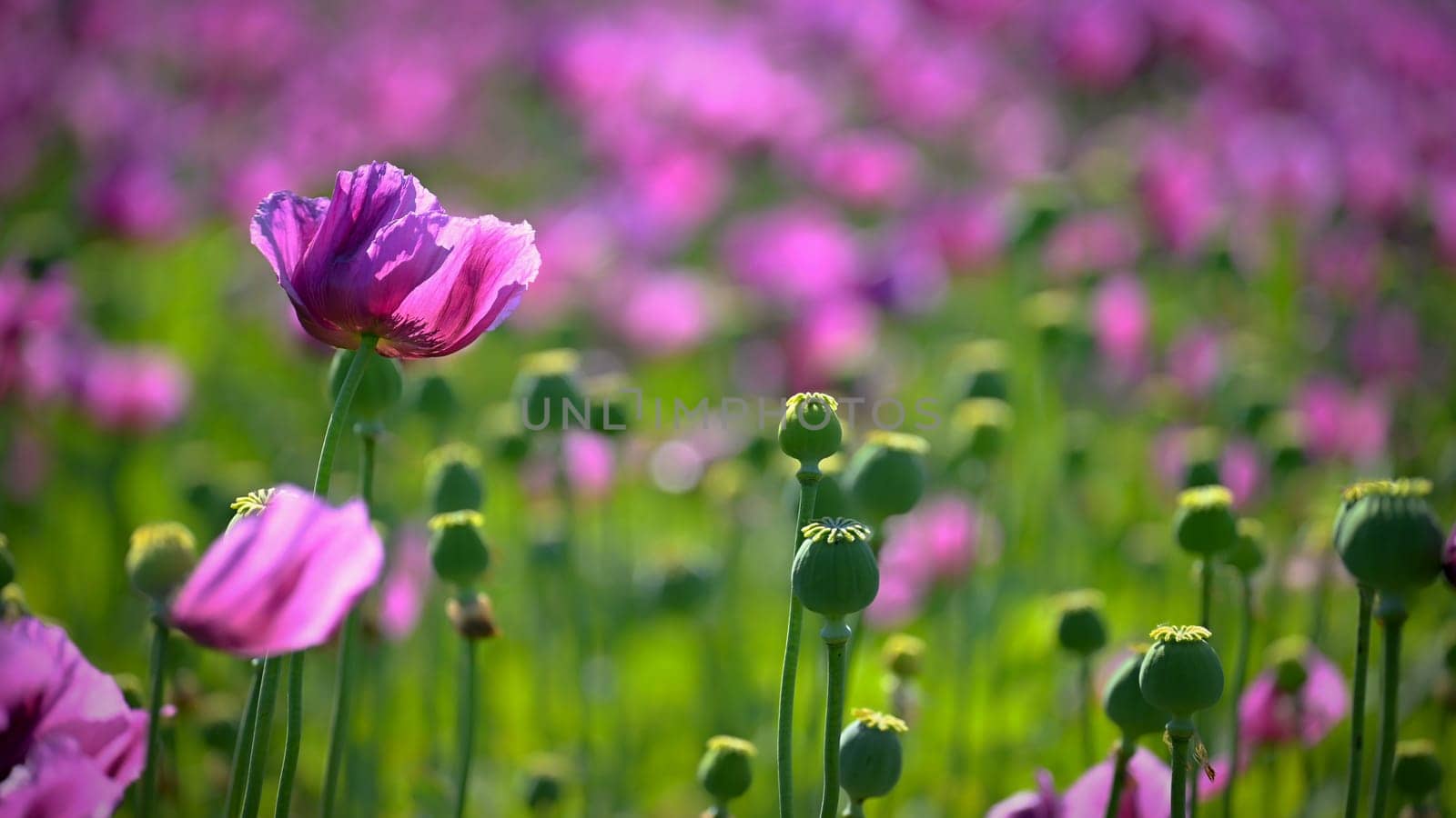 Beautiful purple blooming plants in a field on a summer sunny day. Winter poppy - Czech blue poppy. (Papaver somniferum) by Montypeter