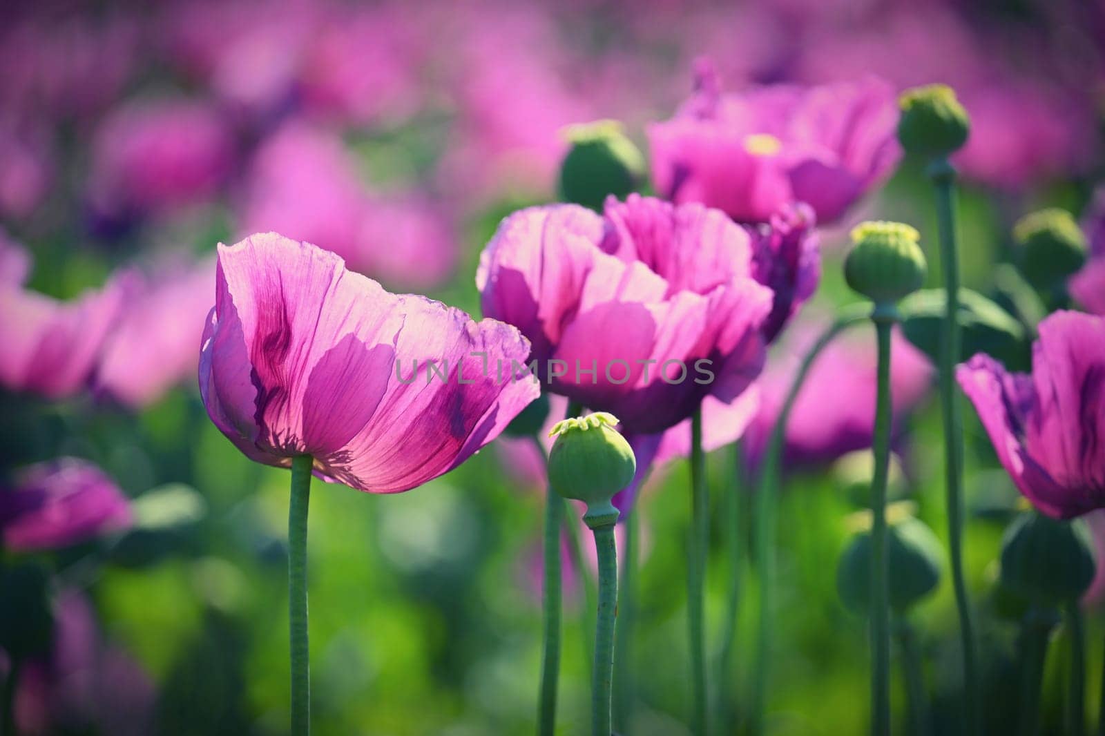 Beautiful purple blooming plants in a field on a summer sunny day. Winter poppy - Czech blue poppy. (Papaver somniferum) by Montypeter