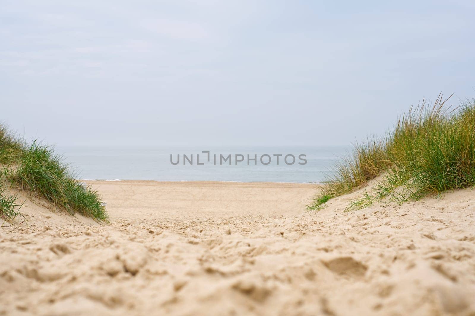 Beach view from the path sand between the dunes at Dutch coastline. Marram grass, Netherlands. The dunes or dyke at Dutch north sea coast