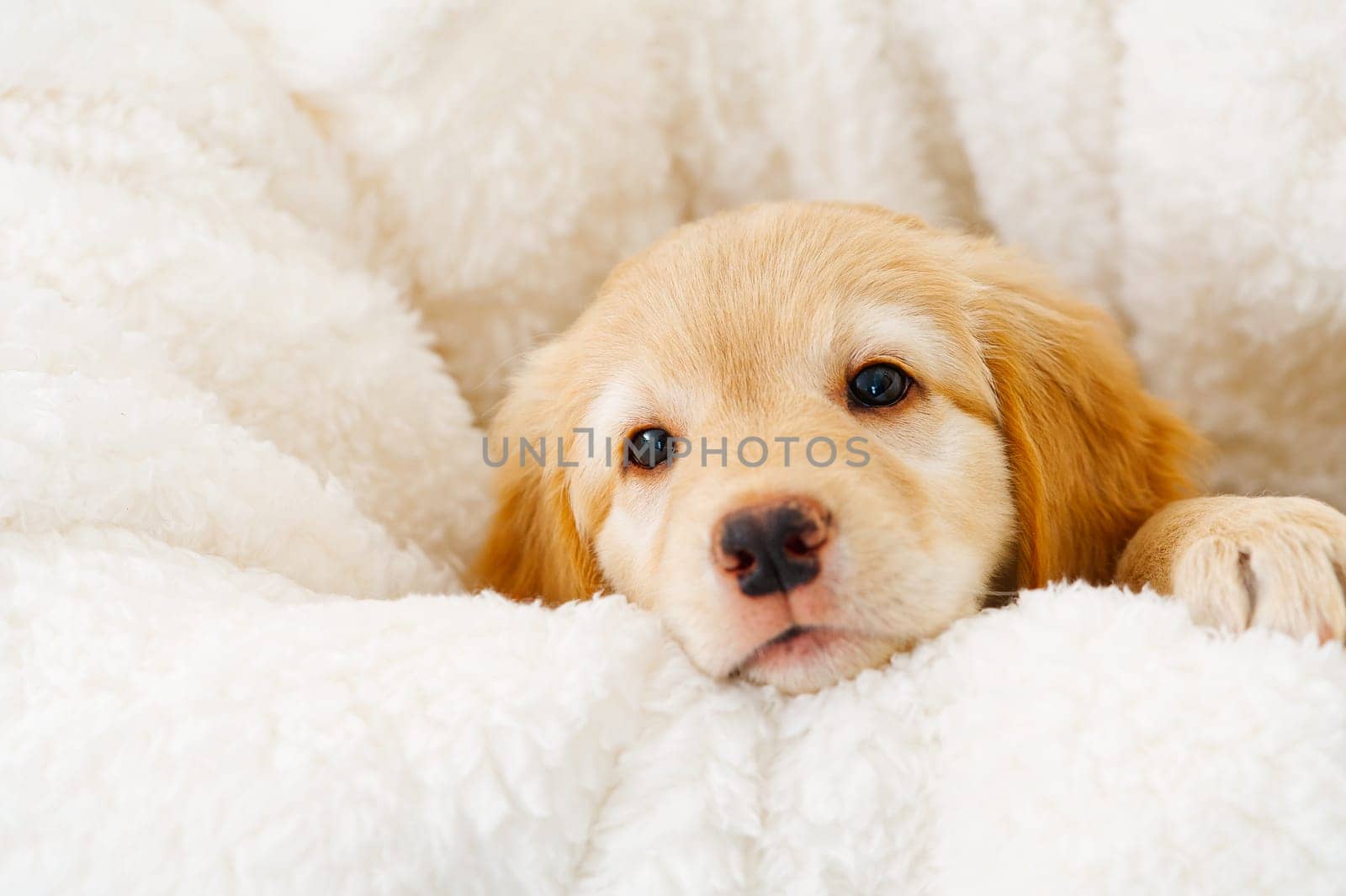 A portrait of a cute puppy. Golden Retriever puppy. adorable young puppy. purebred puppies. Hovawart by PhotoTime