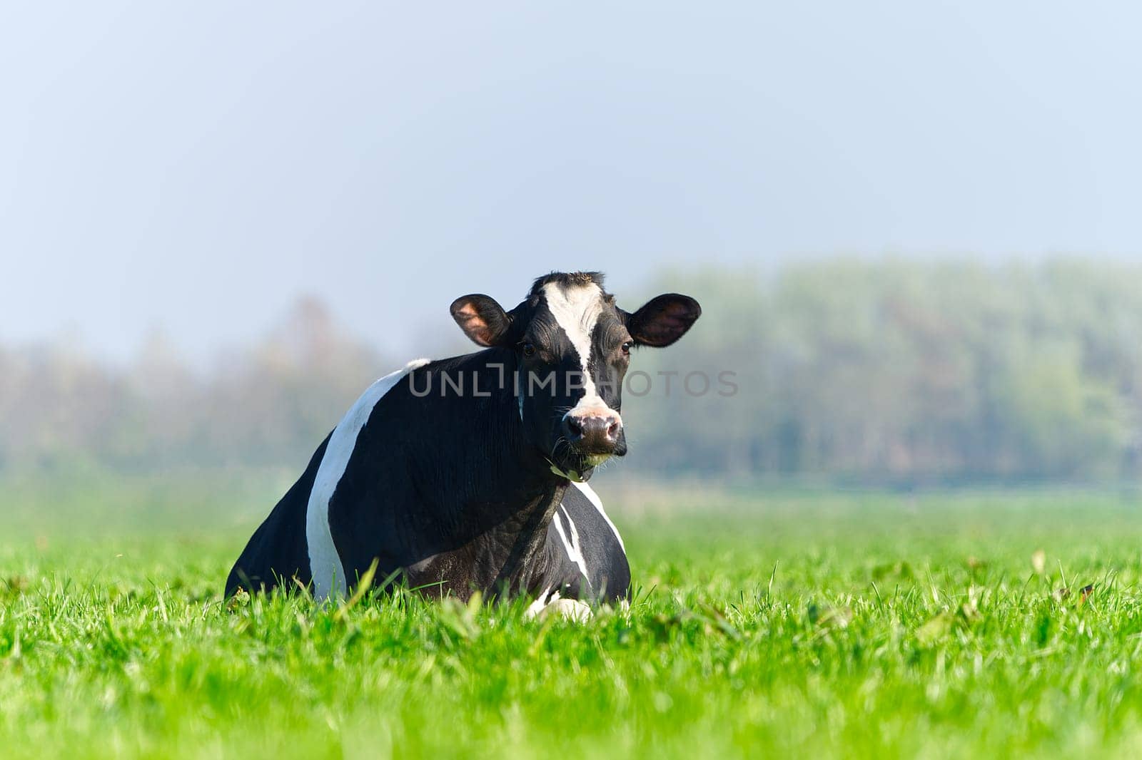 Cow on the lawn. Spotted cow grazing on beautiful green meadow. holstein cow, resting in a meadow by PhotoTime