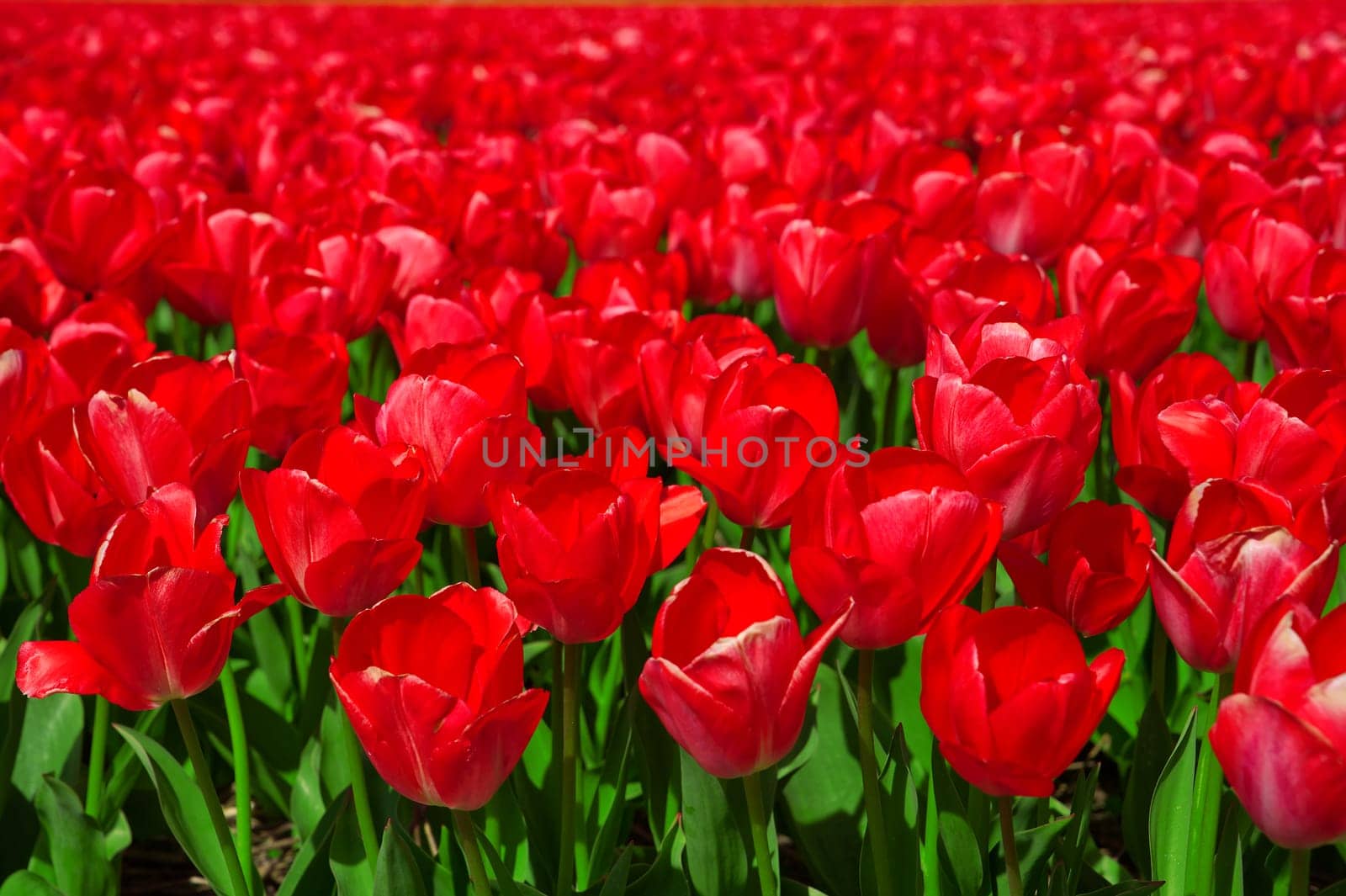 Red tulips blooming in vast springtime field. Beautiful bright red tulip in the middle of a field by PhotoTime