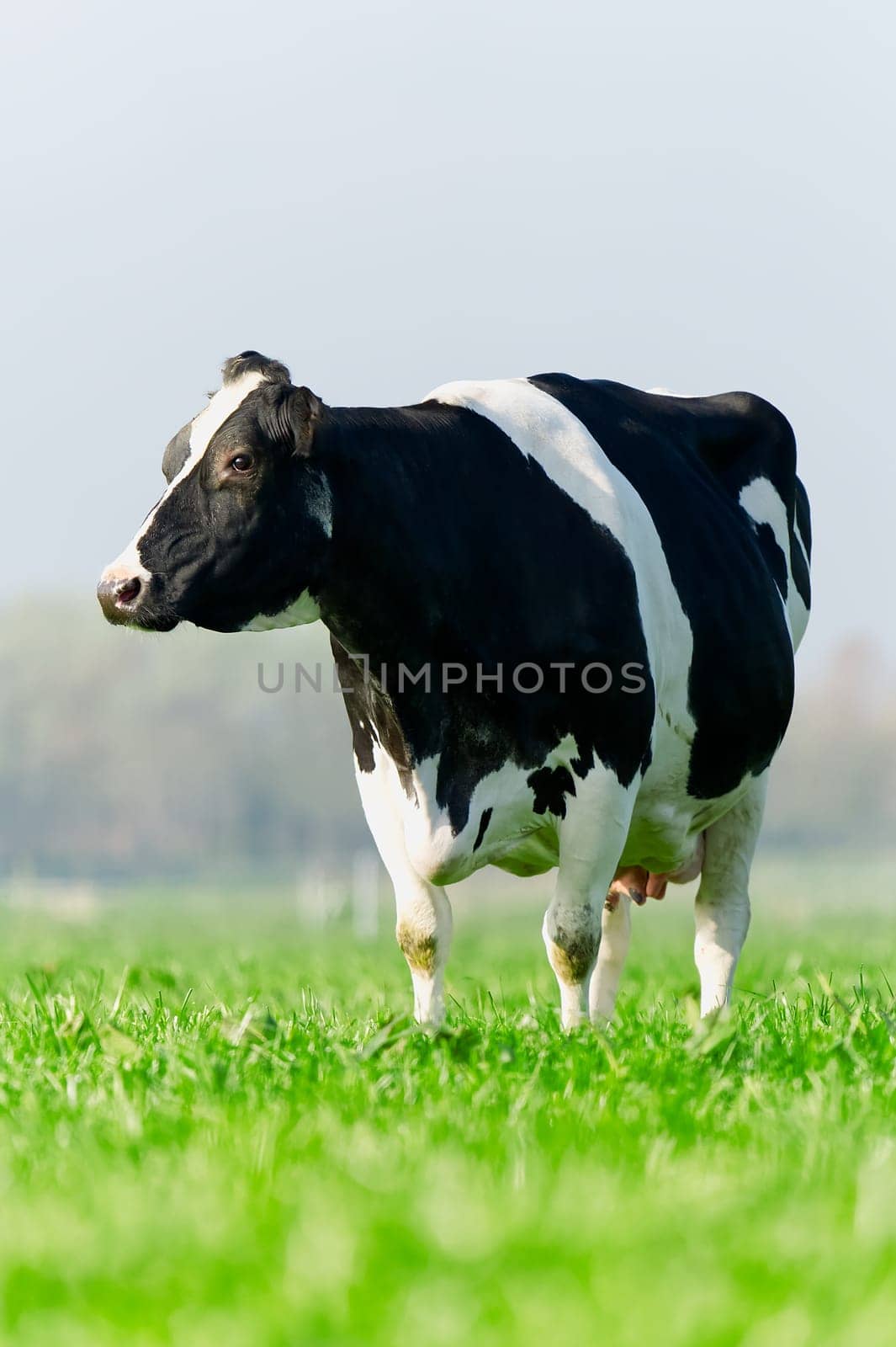 Cow on the lawn. Spotted cow grazing on beautiful green meadow. holstein cow, resting in a meadow by PhotoTime