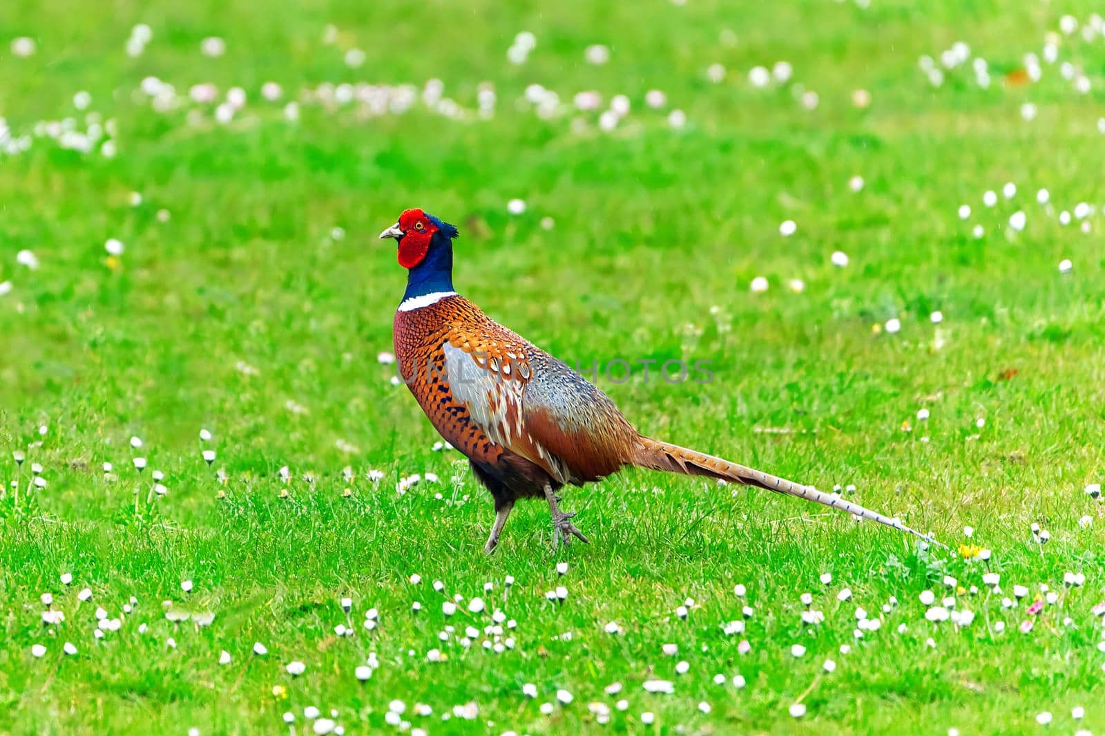 A closeup of a common pheasant, Phasianus colchicus in the green meadow by PhotoTime