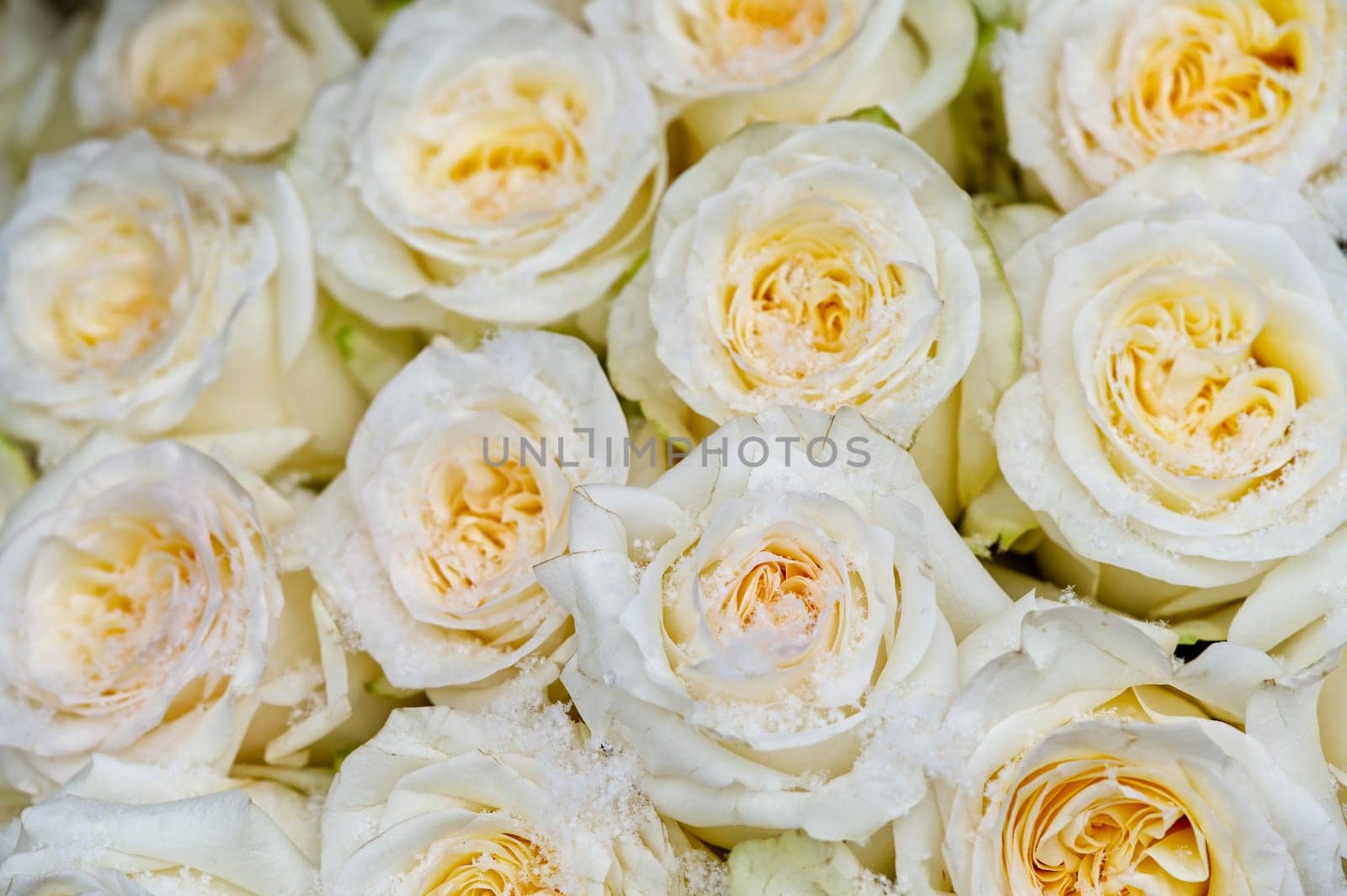 Beautiful bouquet of fresh roses in full bloom. White rose buds for background and design. Vintage style, huge bouquet of white roses