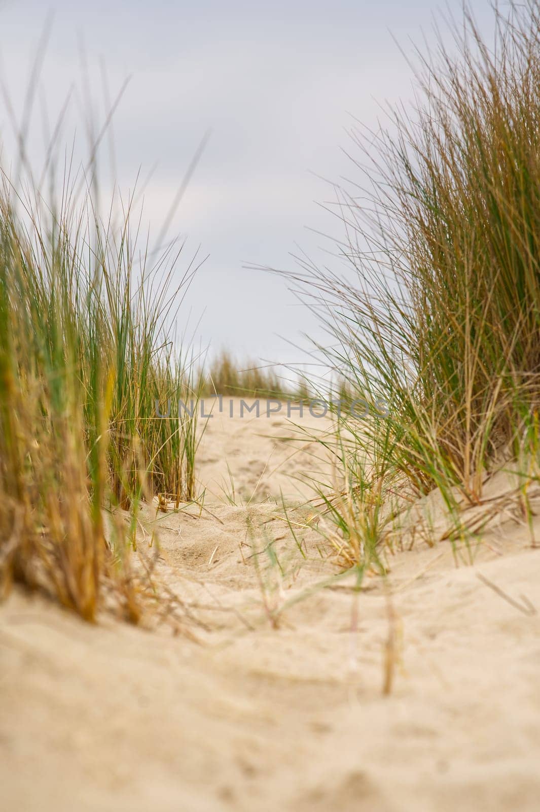 Beach view from the path sand between the dunes at Dutch coastline. Marram grass, Netherlands. by PhotoTime