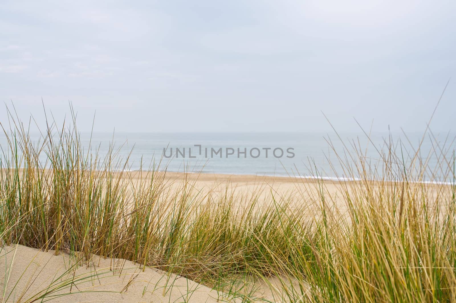 Beach view from the path sand between the dunes at Dutch coastline. Marram grass, Netherlands. The dunes or dyke at Dutch north sea coast