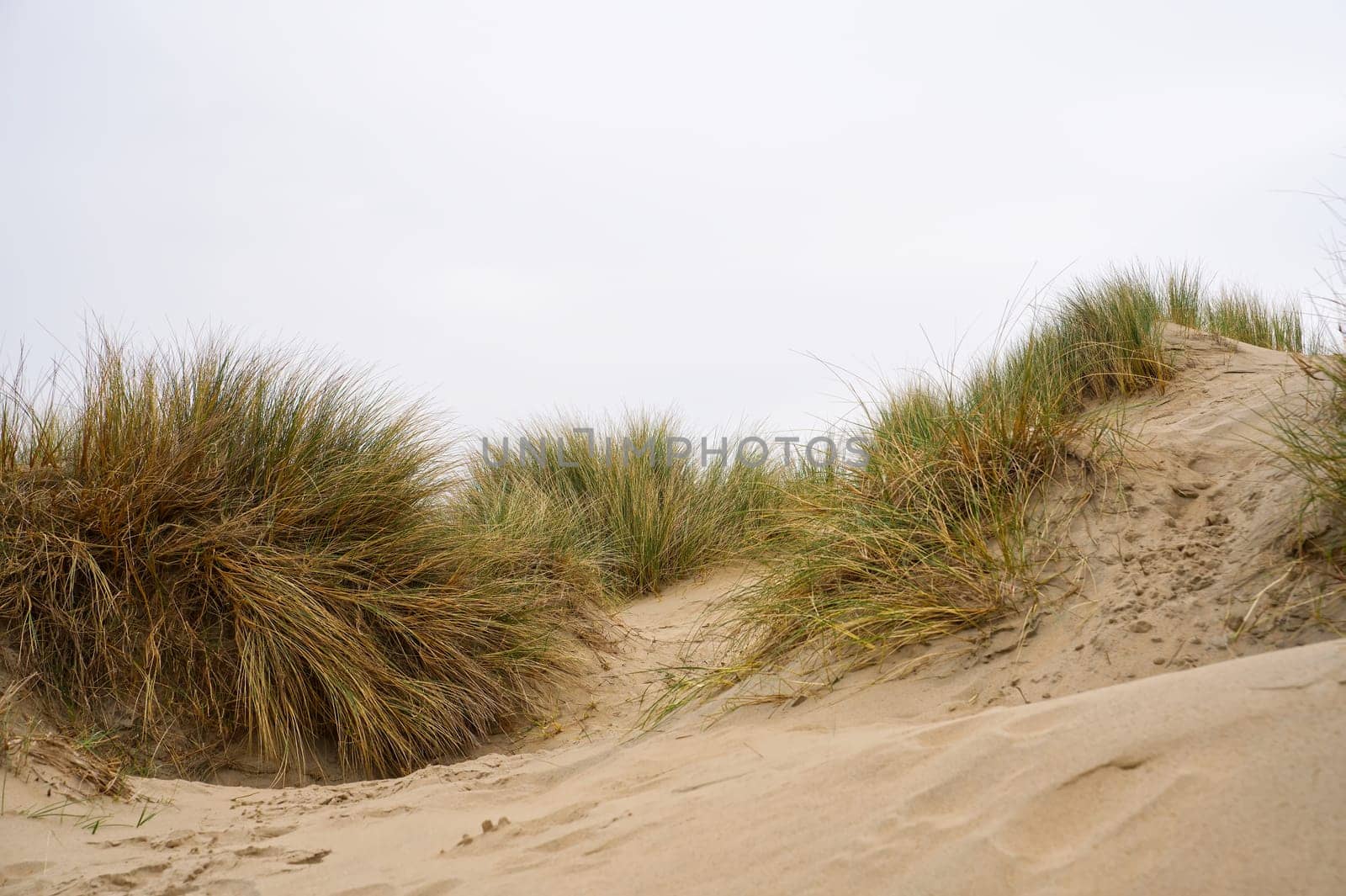 Beach view from the path sand between the dunes at Dutch coastline. Marram grass, Netherlands. The dunes or dyke at Dutch north sea coast