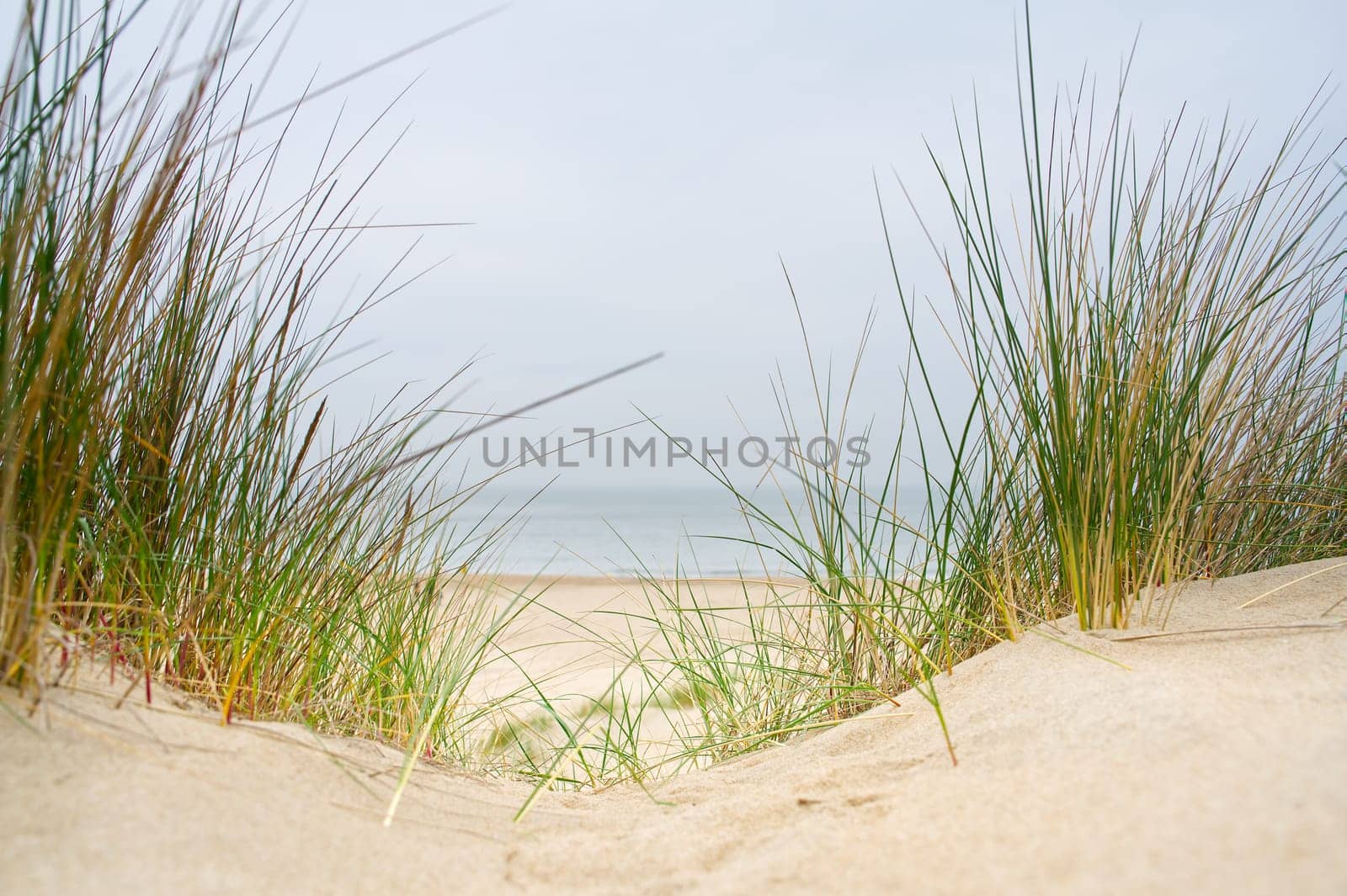 Beach view from the path sand between the dunes at Dutch coastline. Marram grass, Netherlands. The dunes or dyke at Dutch north sea coast