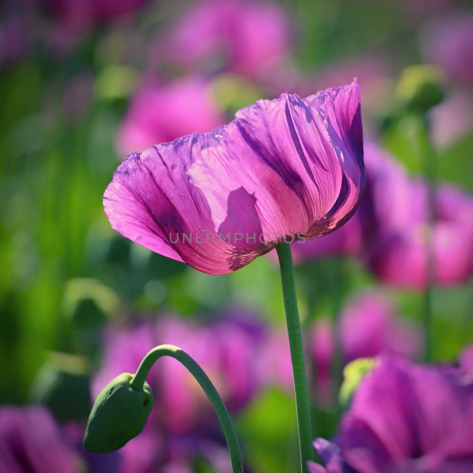 Beautiful purple blooming plants in a field on a summer sunny day. Winter poppy - Czech blue poppy. (Papaver somniferum) by Montypeter