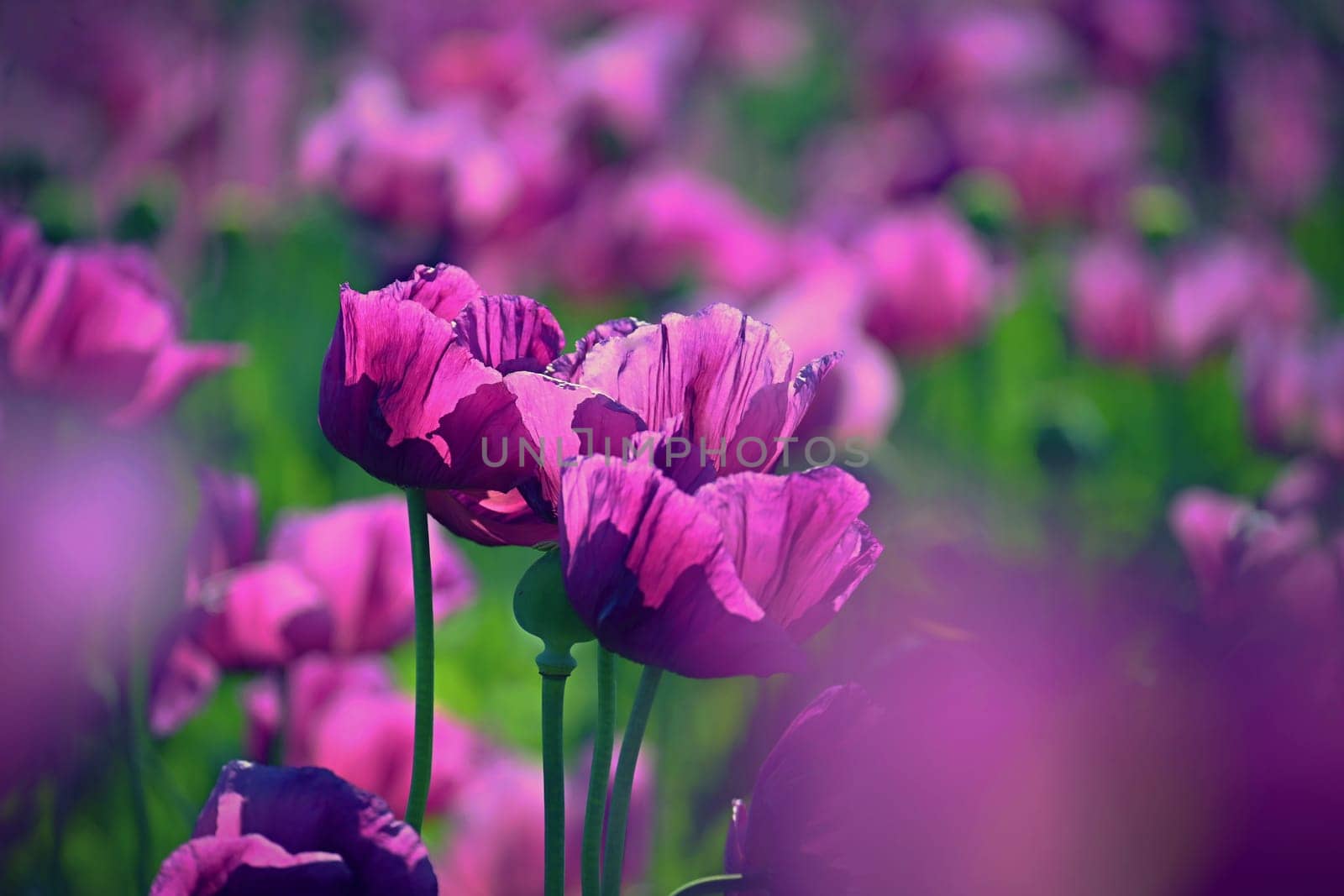 Beautiful purple blooming plants in a field on a summer sunny day. Winter poppy - Czech blue poppy. (Papaver somniferum)