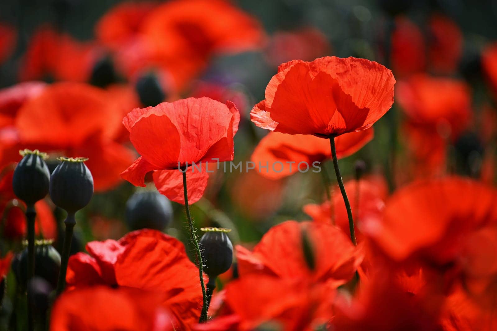 Summer nature - concept. Beautiful landscape with red poppy flowers and sunny day with blue sky.