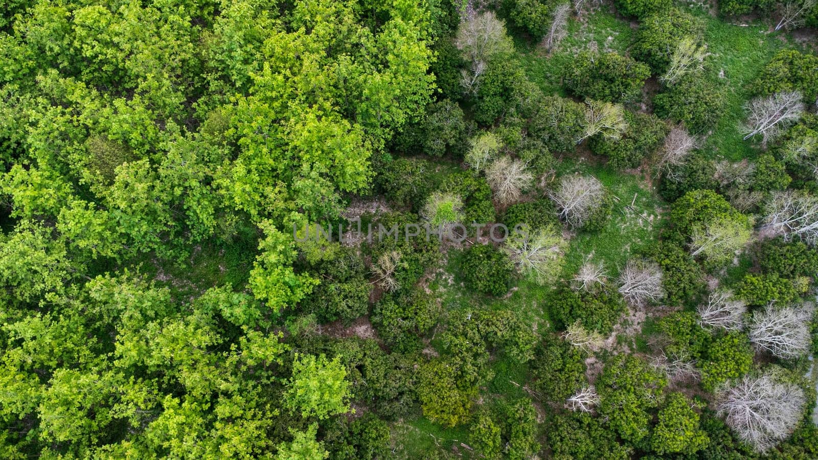 Aerial view of summer in forest. Drone shoot above mixed forest, green deciduous trees in countryside woodland or park. by TEERASAK