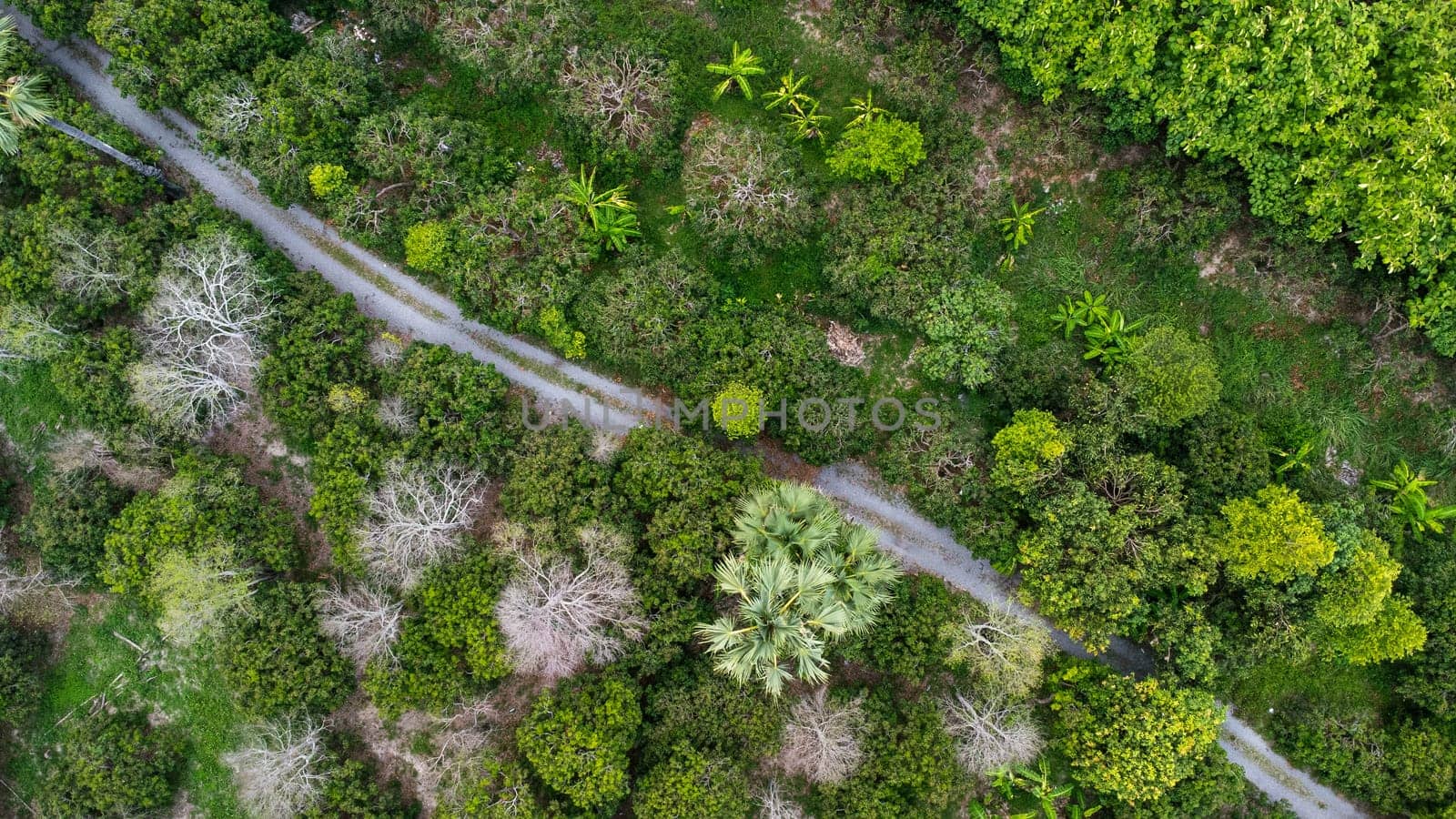 Aerial view of summer in forest. Drone shoot above mixed forest, green deciduous trees in countryside woodland or park. by TEERASAK