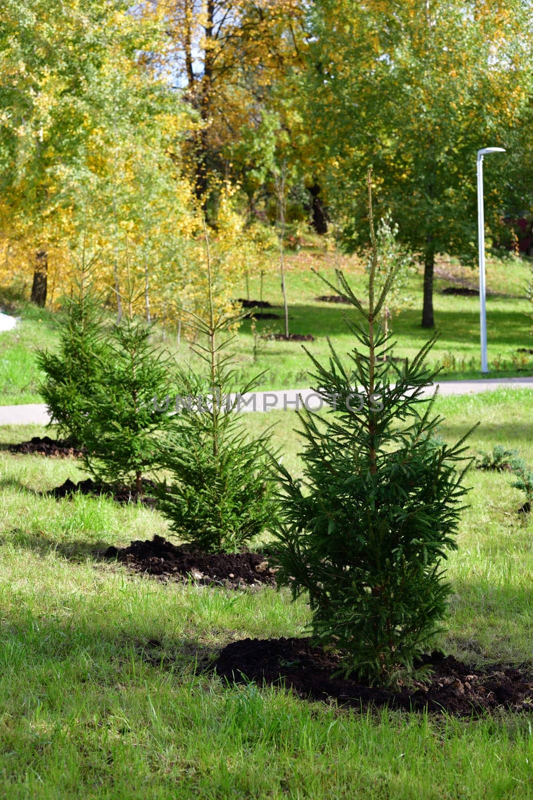 Young spruces planted in row - urban gardening