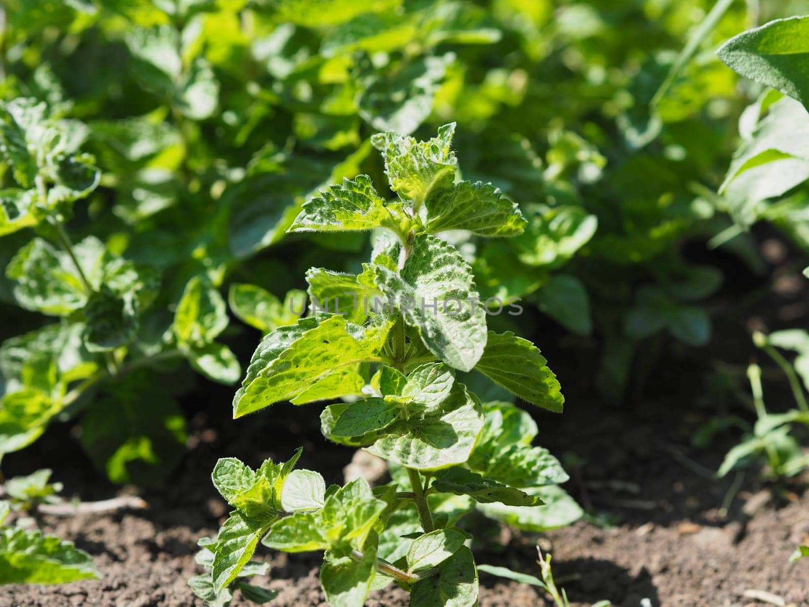 Fresh mint grows in the ground. Green leaves of a mint plant in the garden. Useful plant harvest.