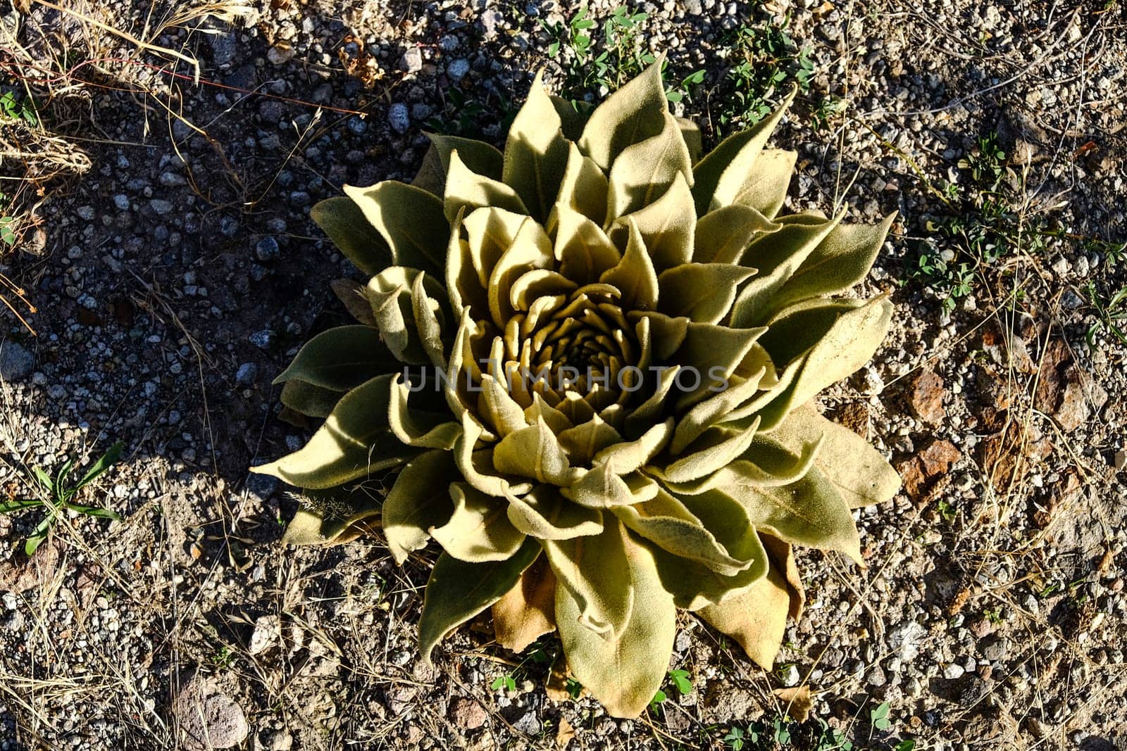 Succulent flower growing on stony soil. High quality photo