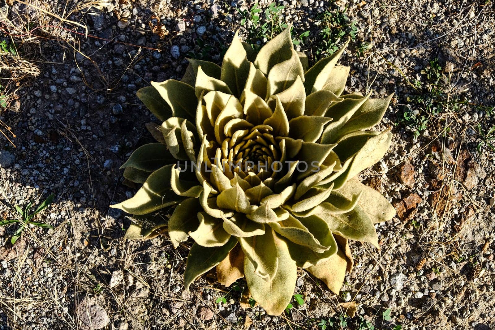 Succulent flower growing on stony soil. High quality photo