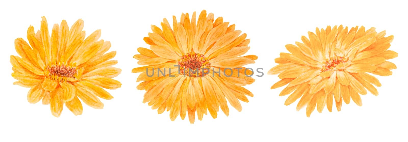 Orange calendula officinalis watercolor hand drawn illustration. Sunny ruddles flower with yellow petals and green leaves for natural herbal medicine, healthy tea, cosmetics and homeopatic remedies. Marigold botanical clip art good as an element for packaging design, labels, eco goods, textile, invitations