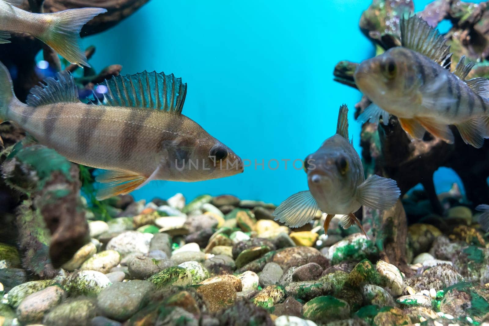 striped fish perch swim in the aquarium. Perca fluviatilis or common perch or European perch