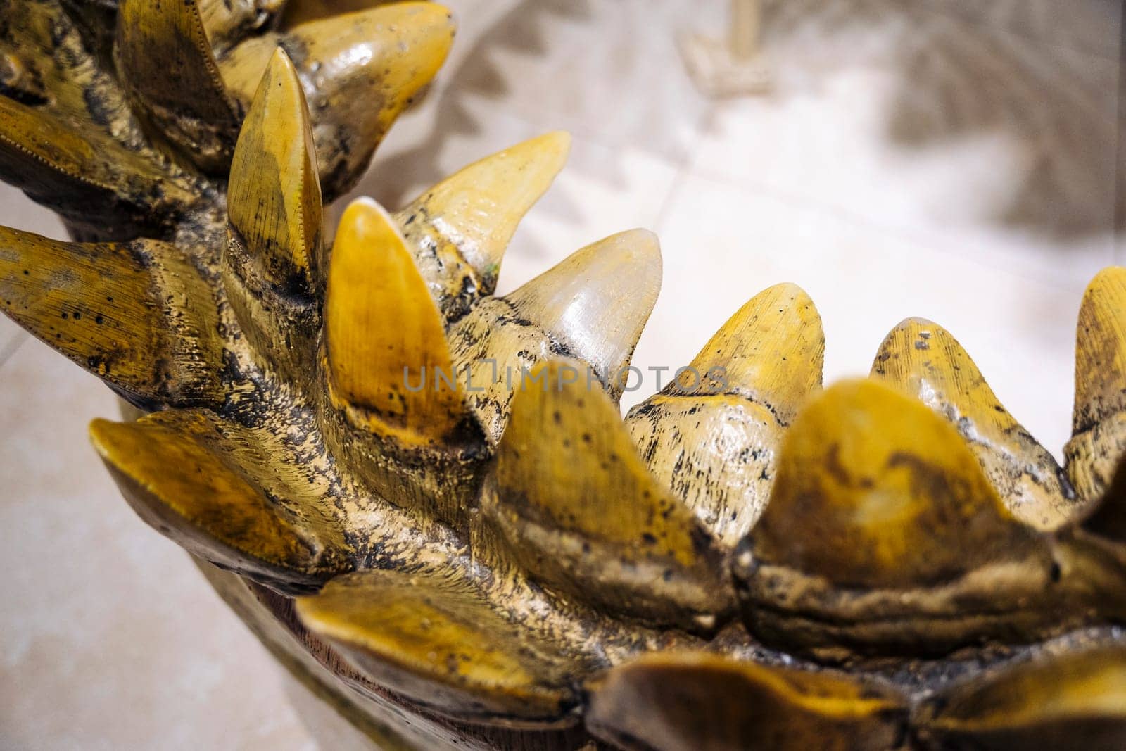 fragment of a model of the teeth of a giant shark or shark mouth by audiznam2609