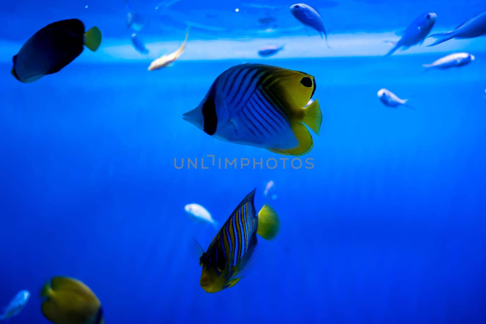 beautiful tropical fish in blue sea water. Yellow butterfly fish inhabitant of the Red Sea