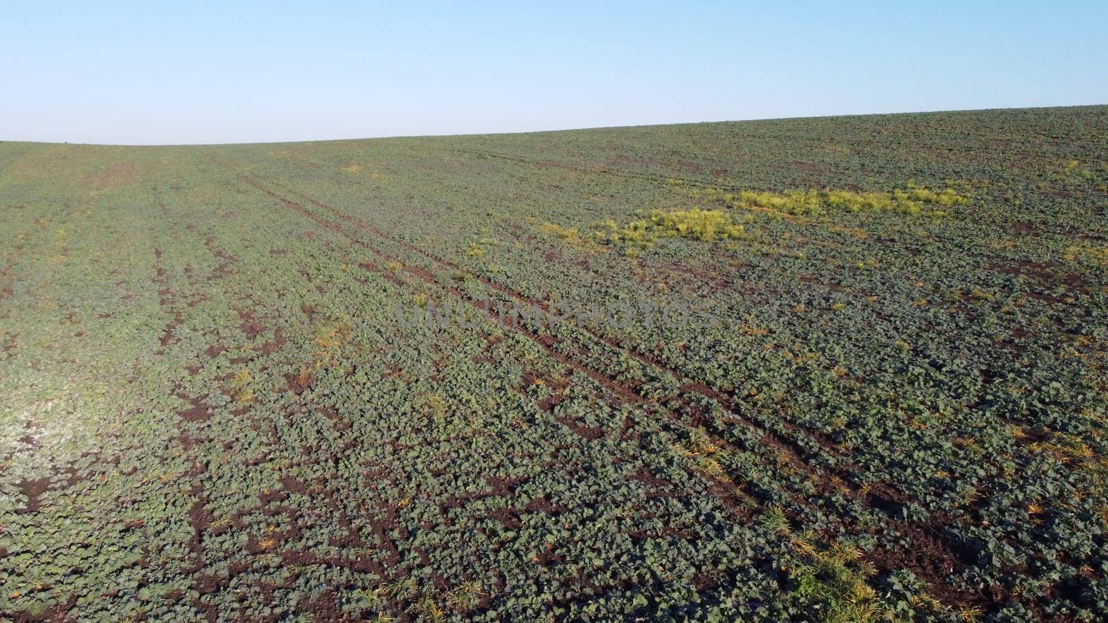 Agricultural landscape. Flying over field of green leaves sugar beets on sunny day. Aerial drone view. Agro-industrial agricultural farm fields. Industrial cultivation of sugar beet. Agrarian field