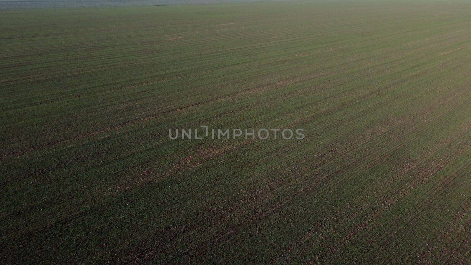 Large green field with different green agricultural crops in the city on sunny spring autumn day. Flying over agricultural field with green plants. Agro industrial landscape. Agrarian farm scenery