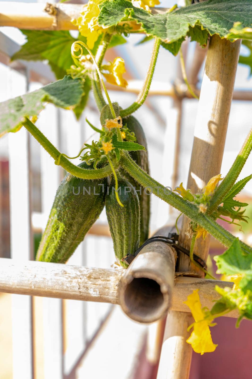 Close-up of a plantation of cucumbers in full growth with the vegetables in full development, grown in an urban garden on the roof of the house. Healthy food, own production