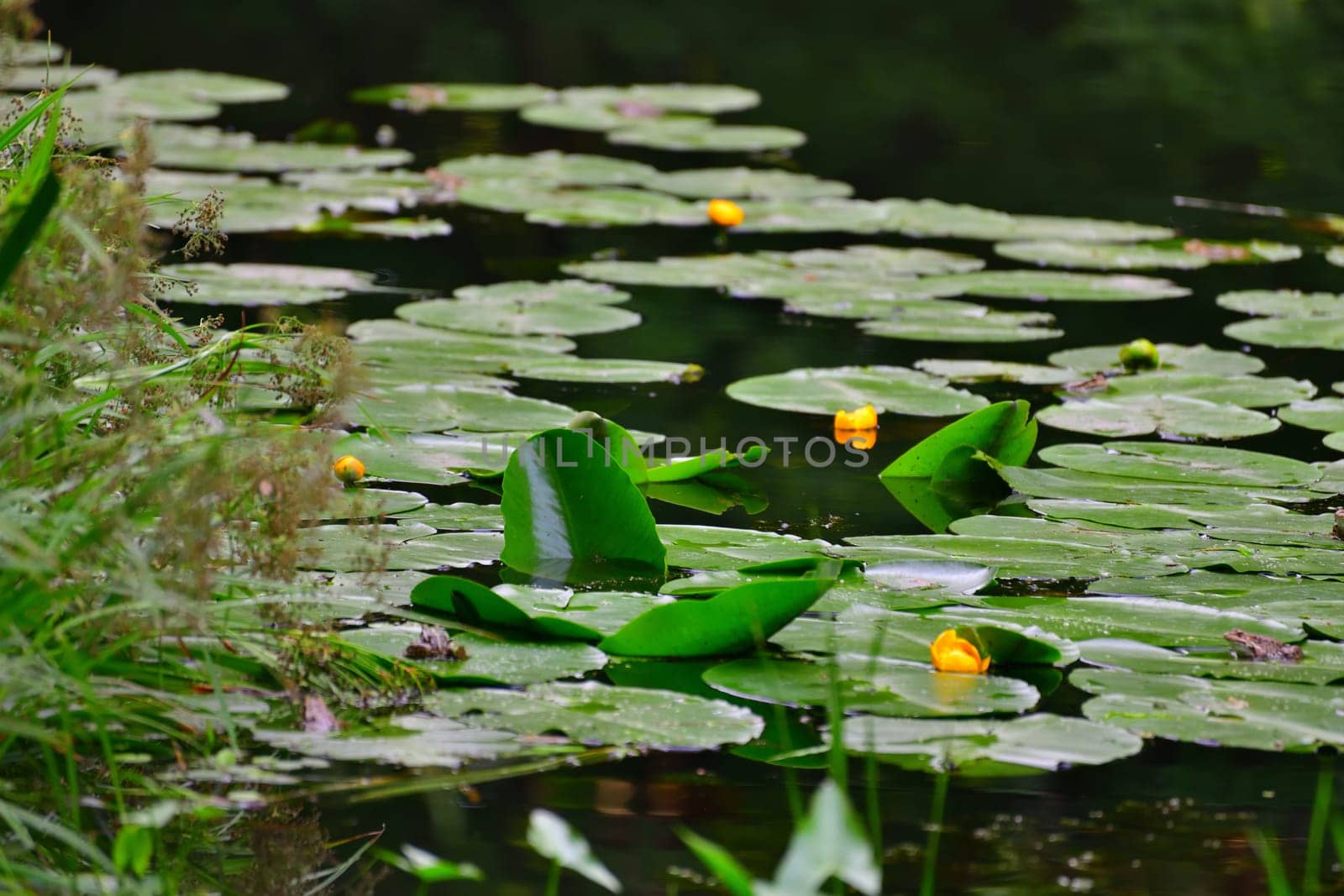 The surface of the water is abundantly covered with water lilies