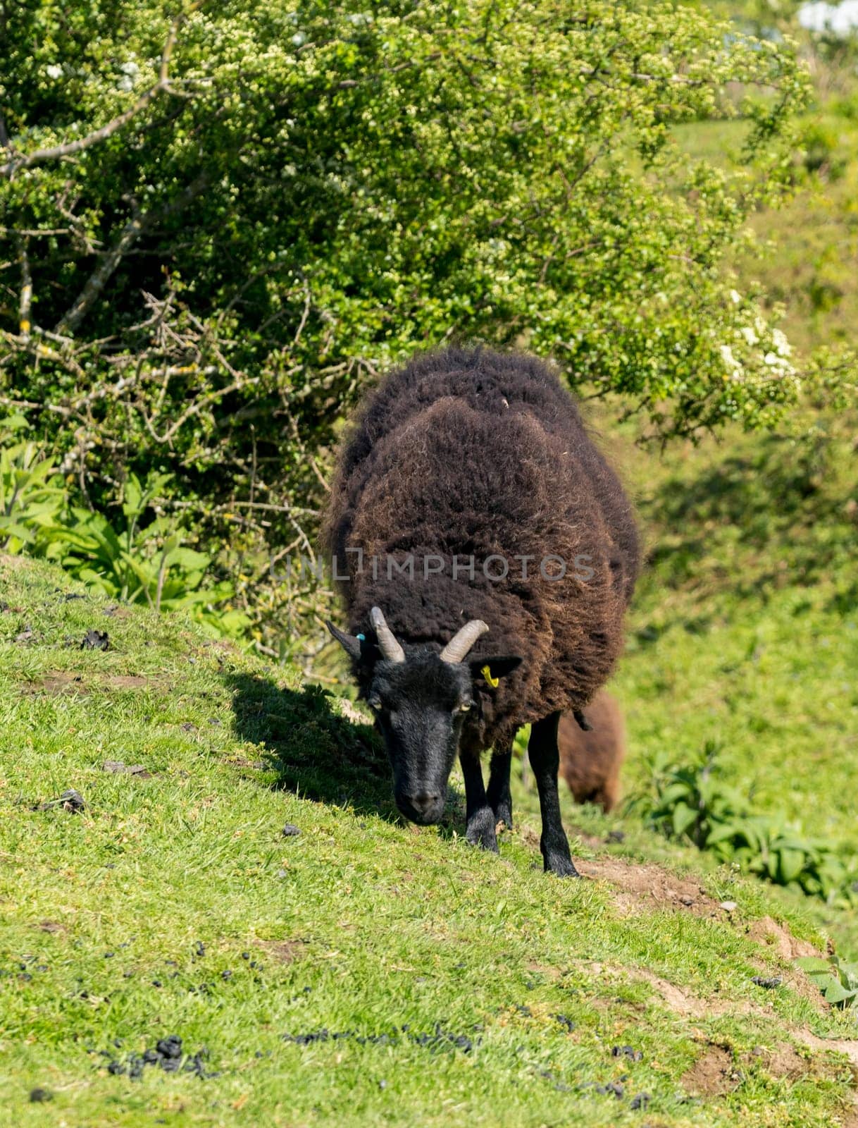 Black horned ram on Old Oswestry hill fort in Shropshire by steheap