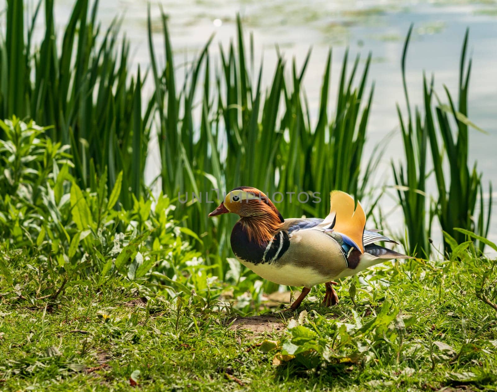 Mandarin Duck on the lakeshore at the Mere in Ellesmere by steheap