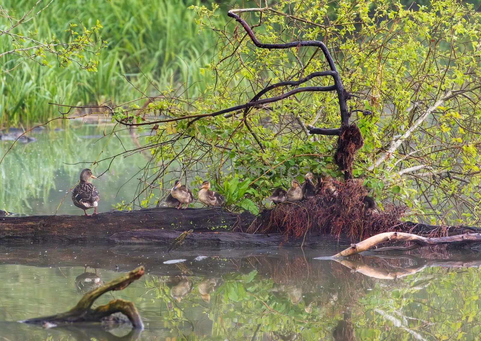 Group of young ducklings on log in lake sitting on a nest for the night