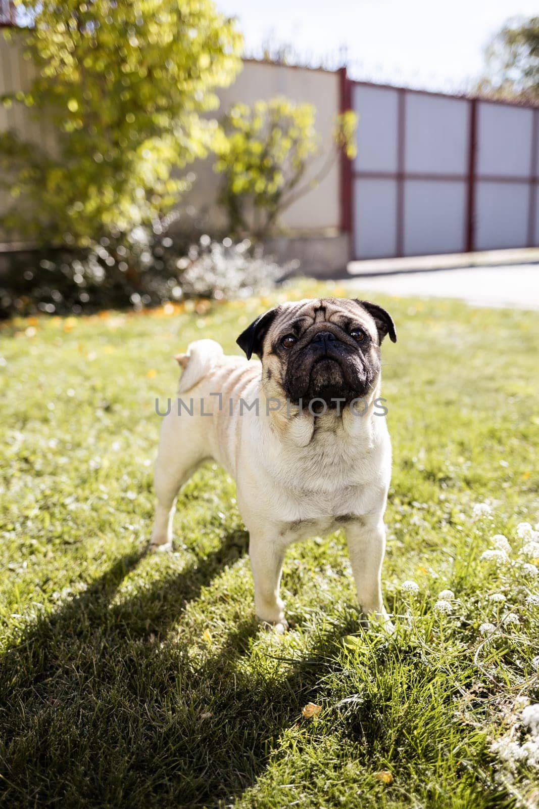 a young beautiful dog of the pug breed walks on the street and runs along the green grass
