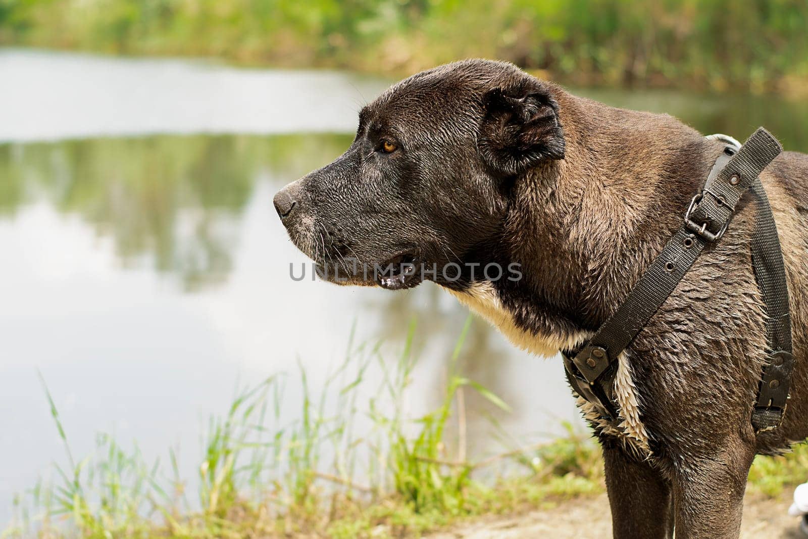 Animals. Portrait of a large black dog of the Alabai breed. The dog is on the river bank in the forest in summer, bored and waiting for his master. Close-up. Soft focus. Horizontal