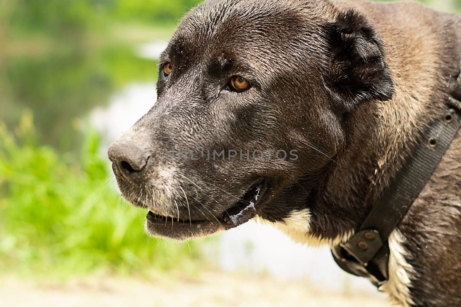 Animals. Portrait of a large black dog of the Alabai breed. The dog is on the river bank in the forest in summer, bored and waiting for his master. Close-up. Soft focus. Horizontal