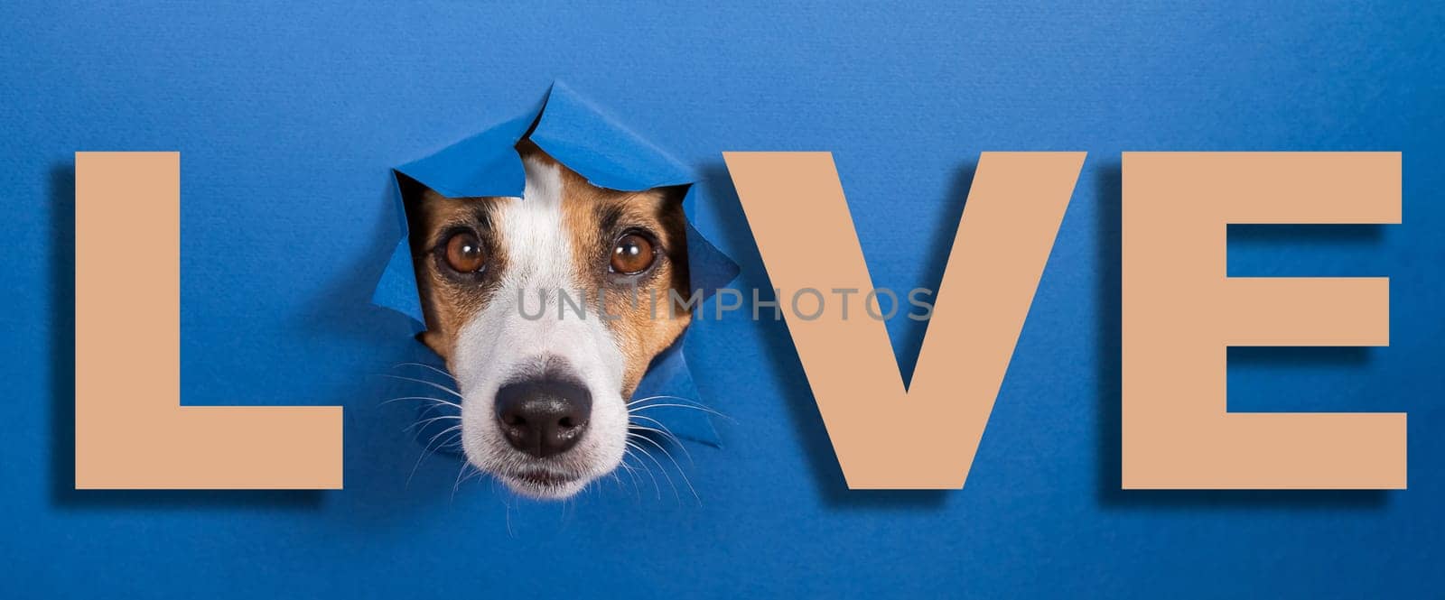 Funny jack russell terrier leans out of a hole on a blue paper background. Lettering love