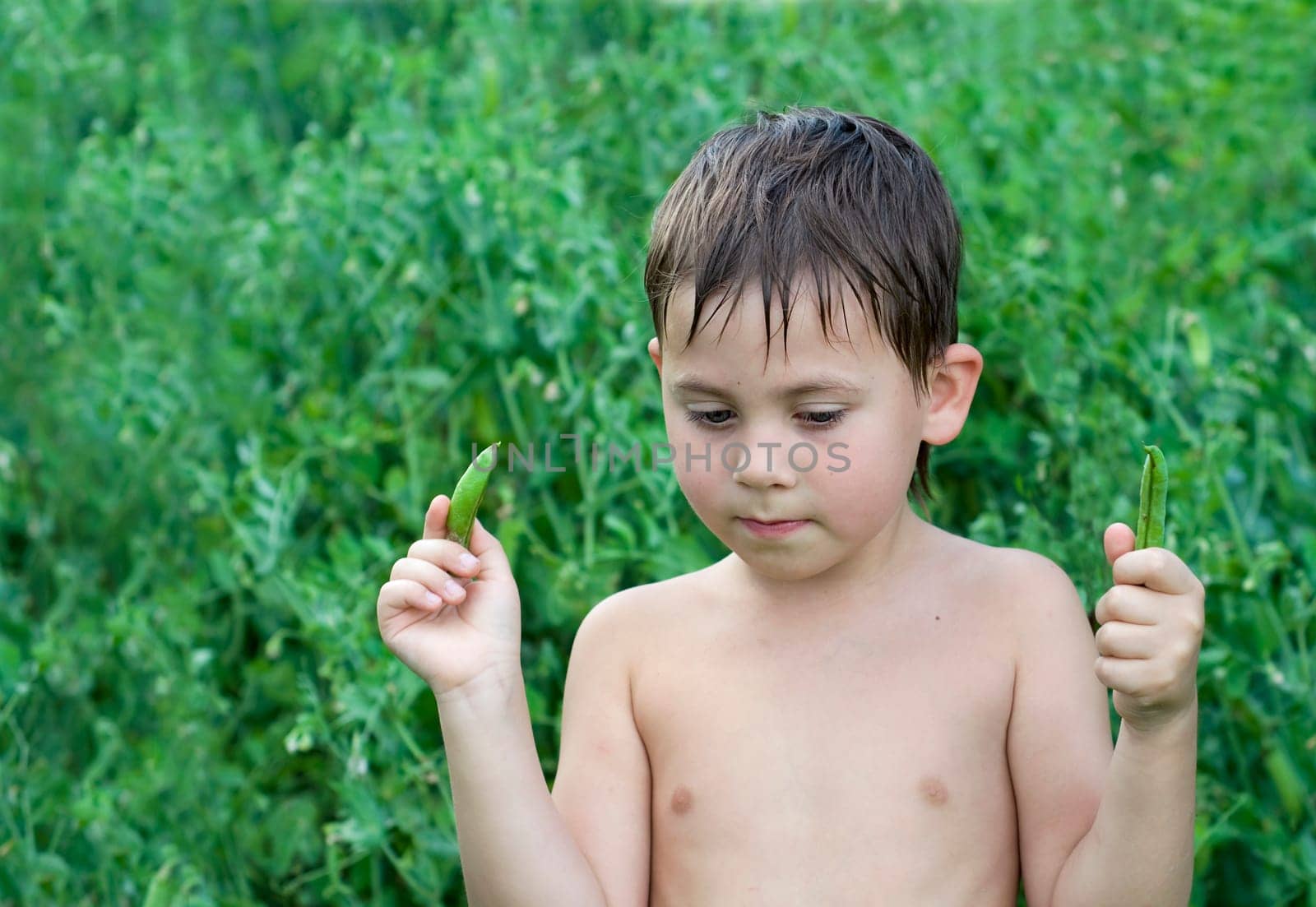 A little tanned boy lives in the village. Cute child eating green peas in the garden by aprilphoto