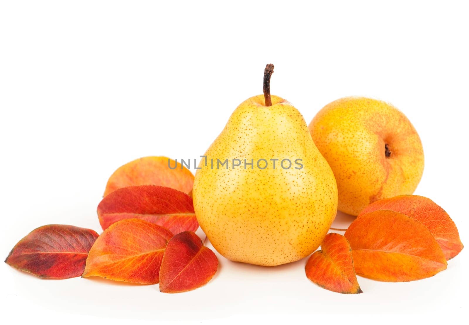 pears isolated on white backgrounFresh ripe fruits of pears with leaves isolated on white background