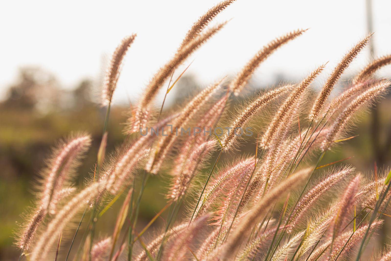 close up of grass flowers nature concept by Wmpix