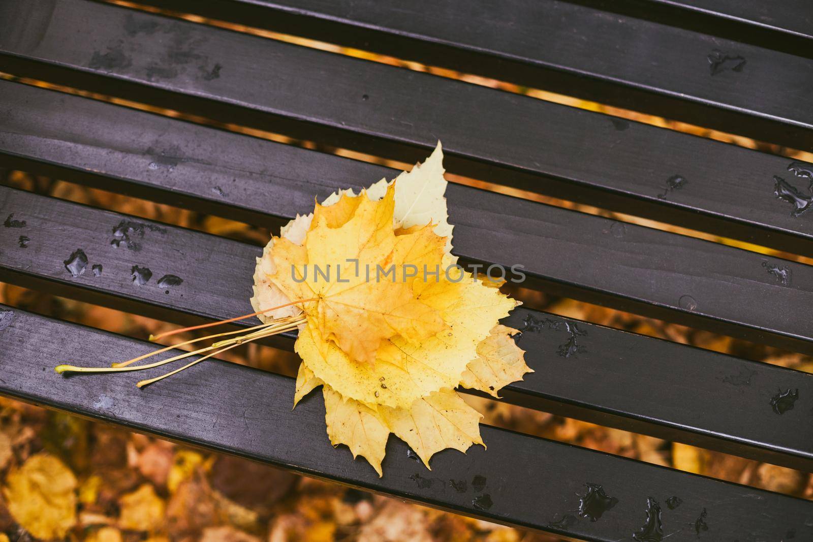 Close up photo of fall   leaves on the bench in the park.