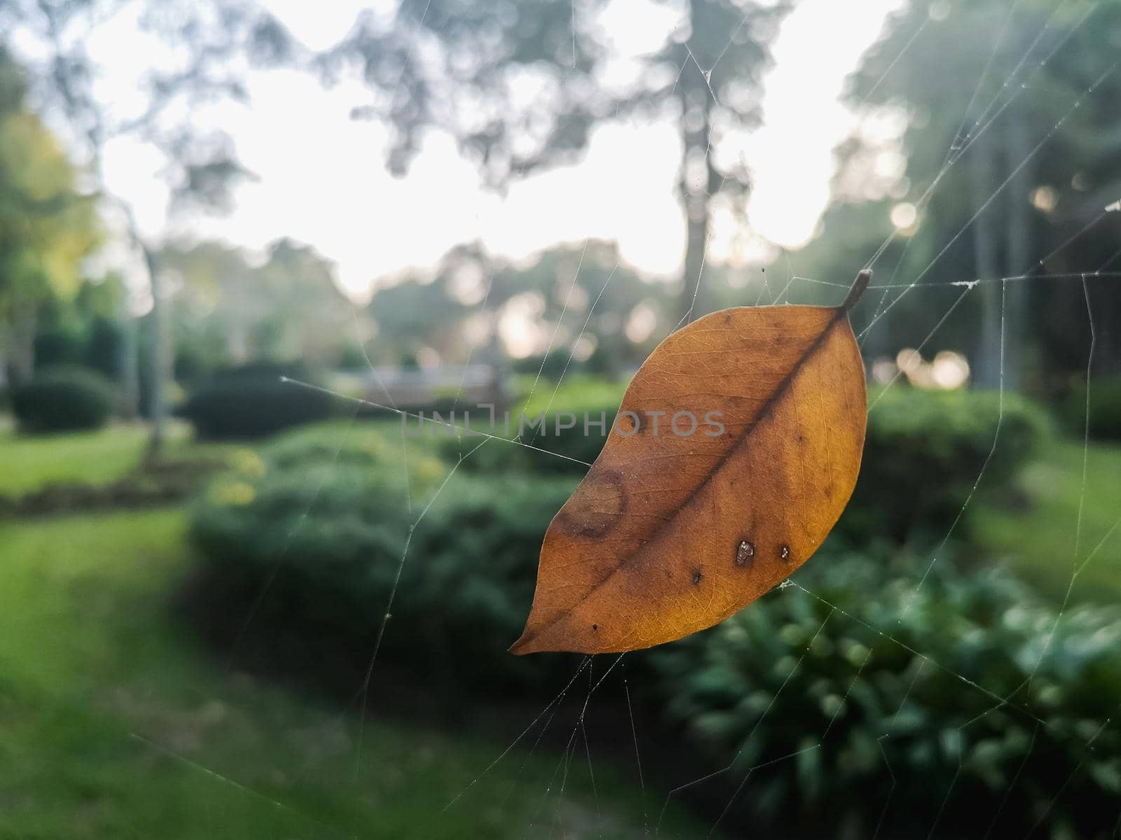 close up of dry leaf on cobweb by Wmpix