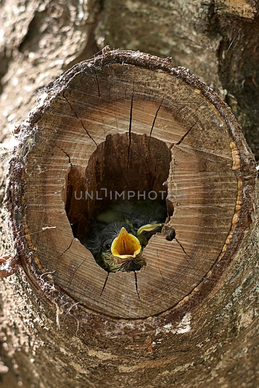 Two small birds in a nest inside a tree by raul_ruiz