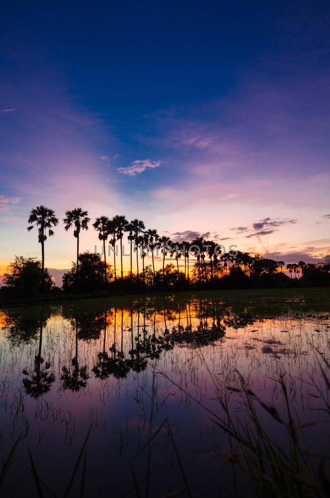 The silhouette of the toddy palms or sugar palm in the field with the colorful sky. by Gamjai