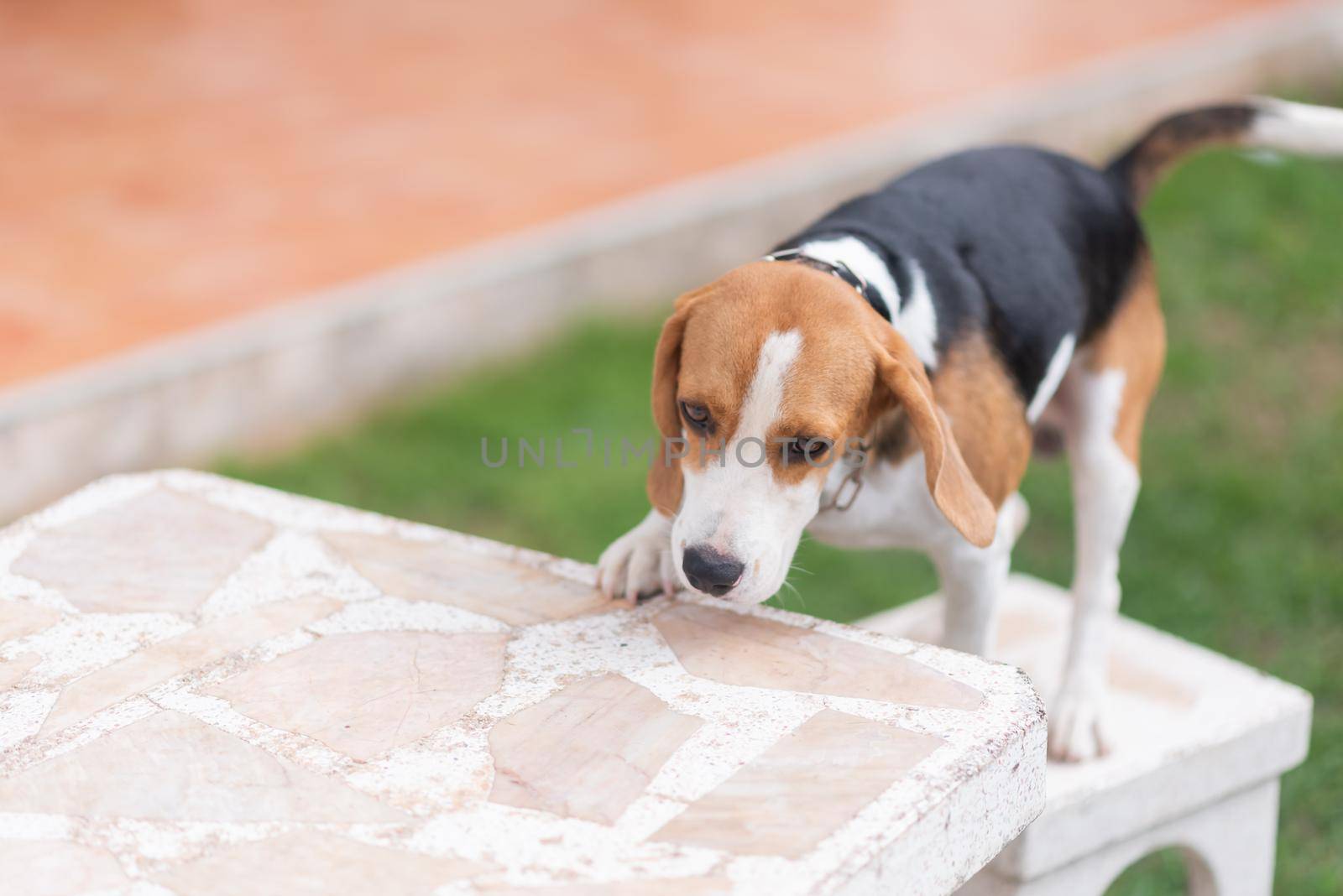 portrait of cute puppy beagle by Wmpix