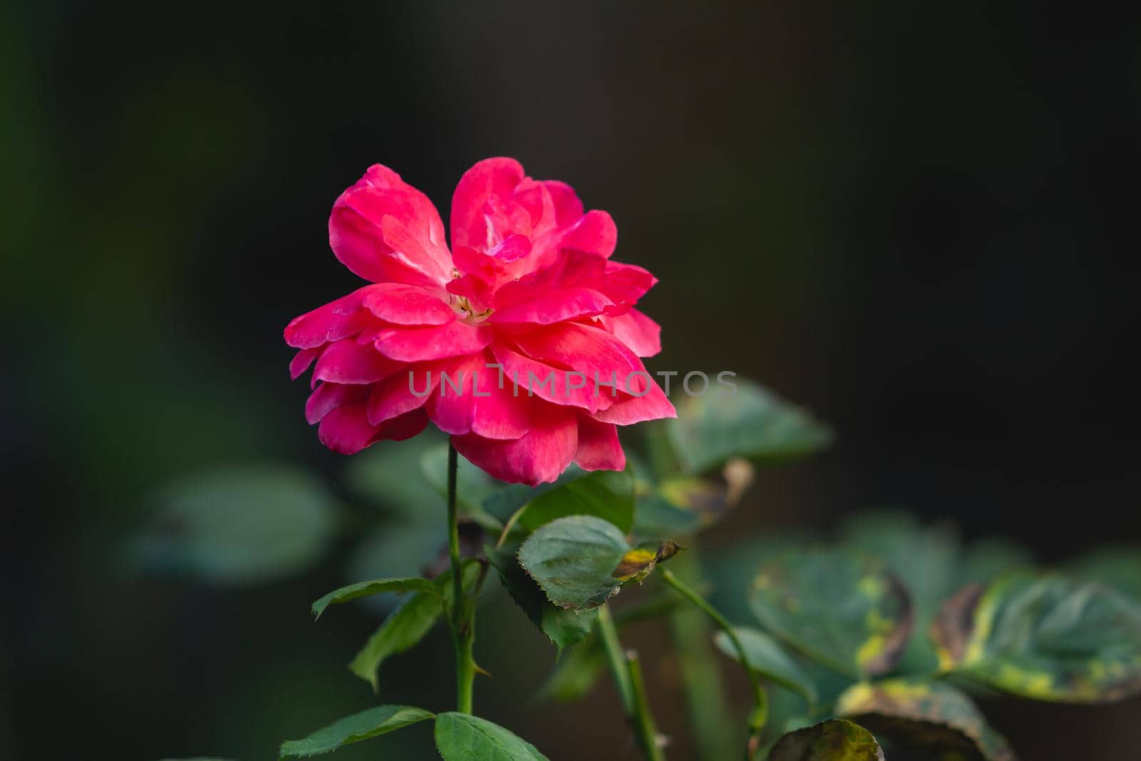 close up of red rose flowers on dark background